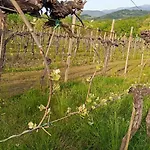 La Ginestra *