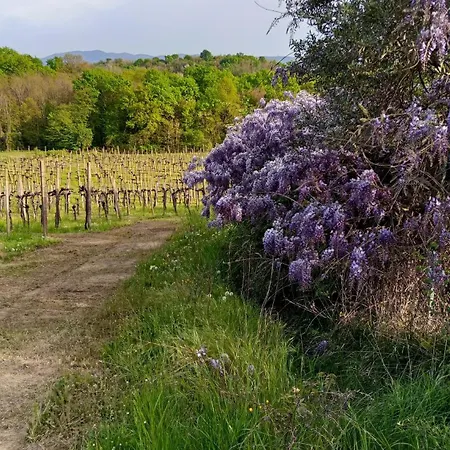 La Ginestra E Дом отдыха Mossa