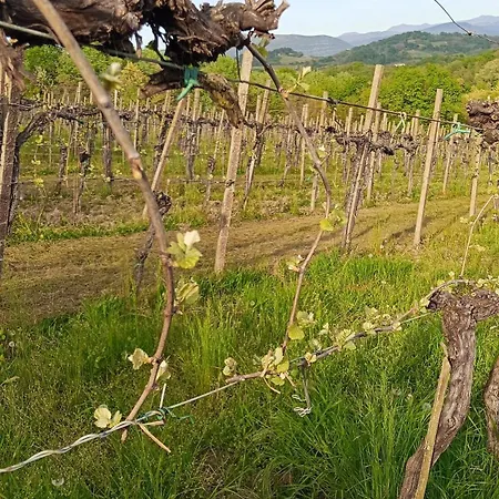 La Ginestra E *